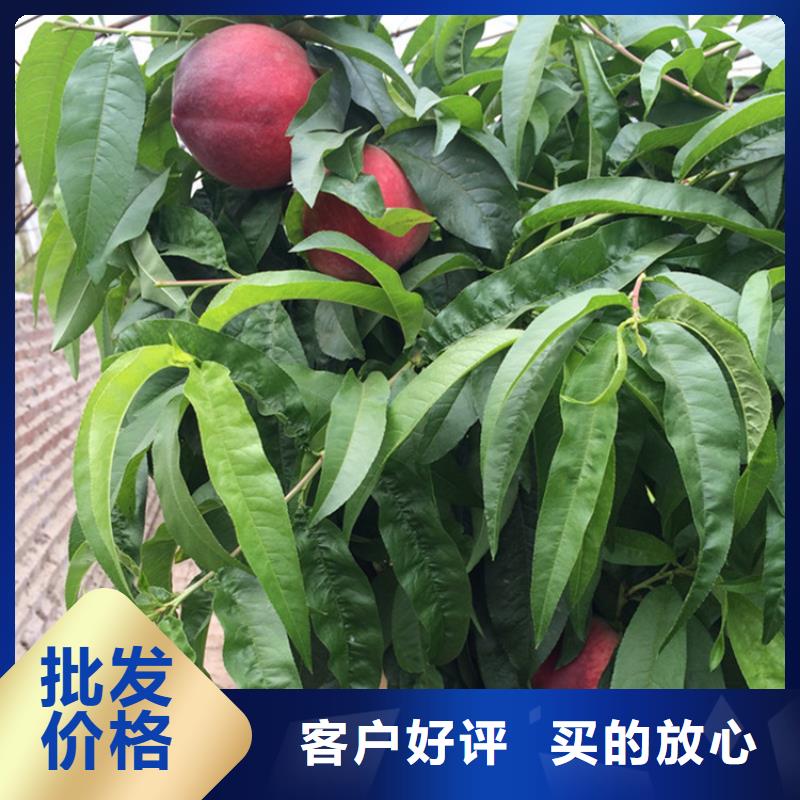 【桃】_苹果苗用心制作 轩园园艺场(宿迁市分公司)