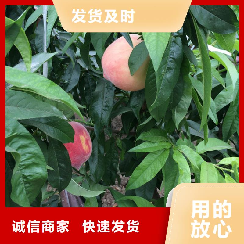 德州|青岛|菏泽|聊城【 桃_石榴树全新升级品质保障】-轩园园艺场(山东省分公司)