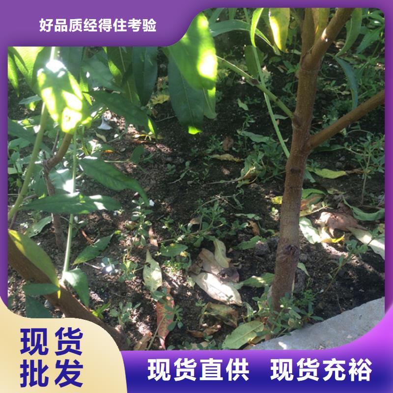 桃,【无花果苗】源头厂源头货 轩园园艺场(楚雄市分公司)