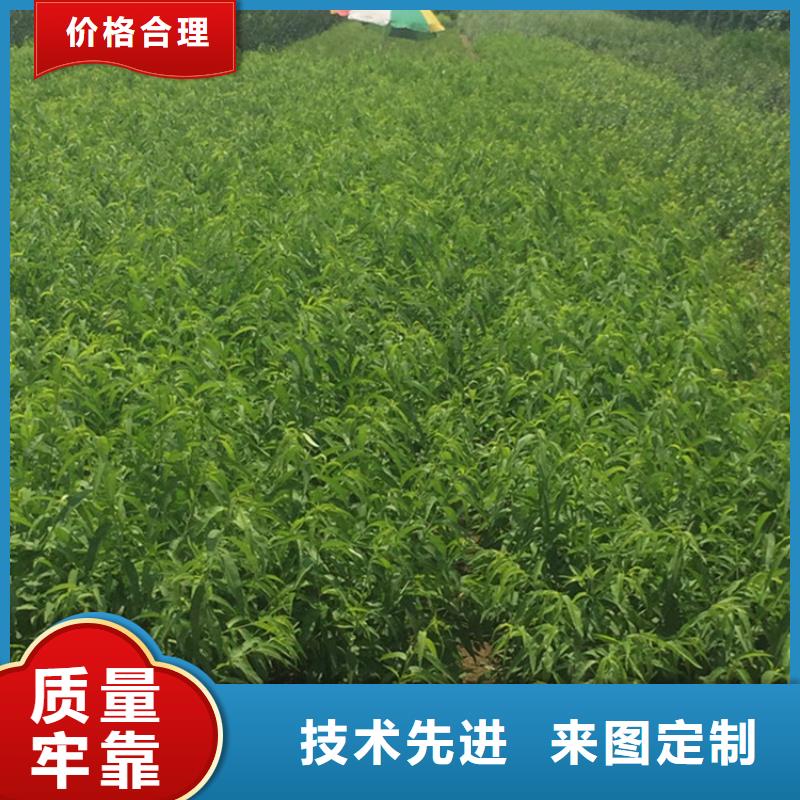 桃樱桃苗厂家直销
