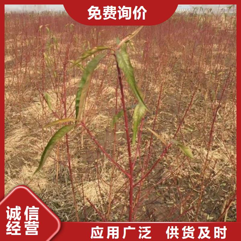 桃苹果苗产地工厂