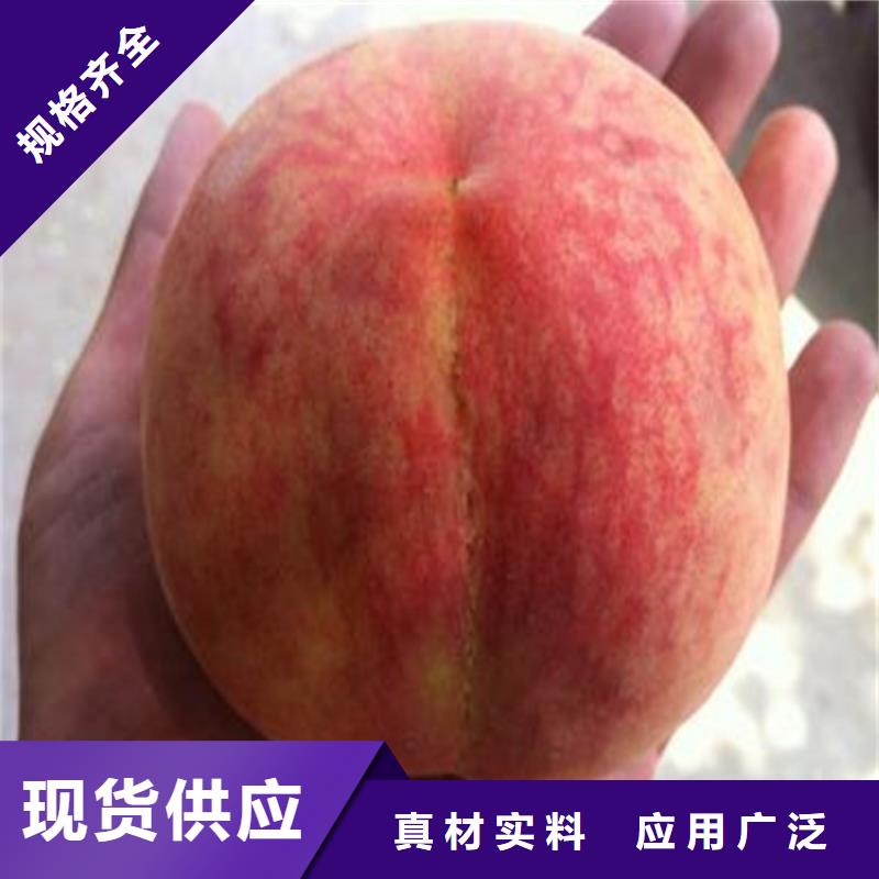 桃苹果苗产地工厂
