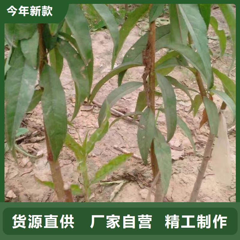 桃苹果苗产地工厂