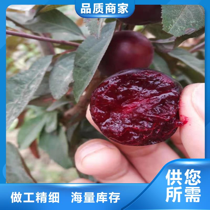 李子北美冬青正规厂家