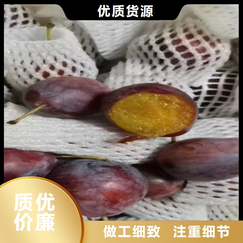 李子 【杏树苗】品质过硬-服务范围包括福贡|泸水|昆明|红河|丽江|临沧|楚雄|西双版纳|文山等