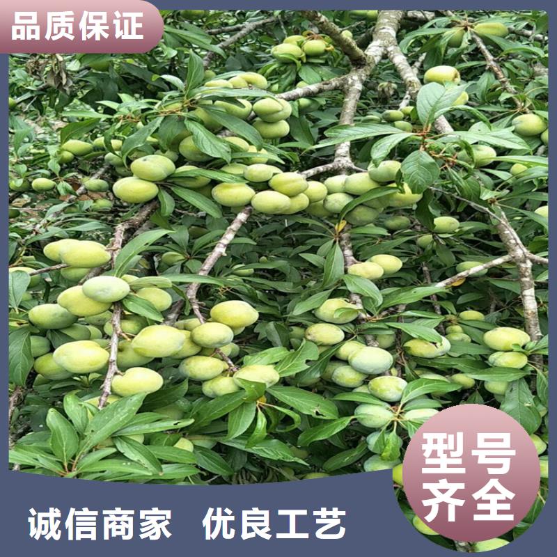【 李子_蓝莓苗品质过硬】覆盖范围含|振兴|凤城|辽阳|盘锦|鞍山|阜新|抚顺|本溪