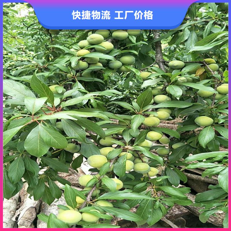 李子北美冬青正规厂家
