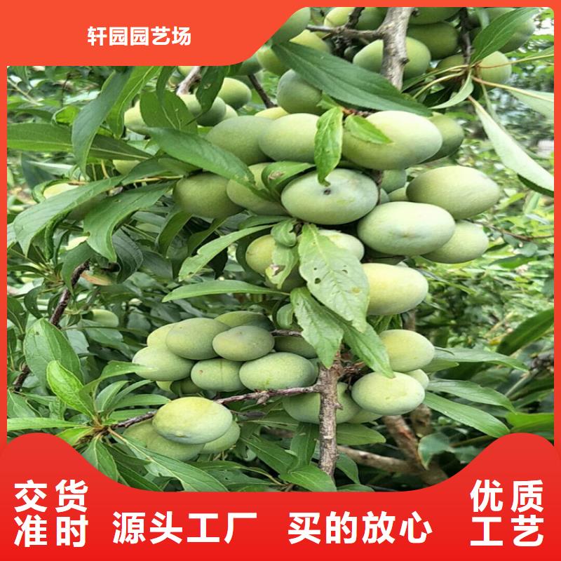 李子草莓苗老客户钟爱