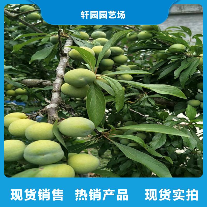 李子 【杏树苗】品质过硬-服务范围包括福贡|泸水|昆明|红河|丽江|临沧|楚雄|西双版纳|文山等