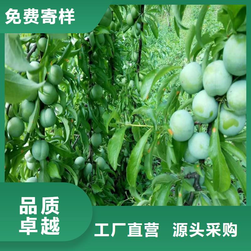 李子草莓苗老客户钟爱