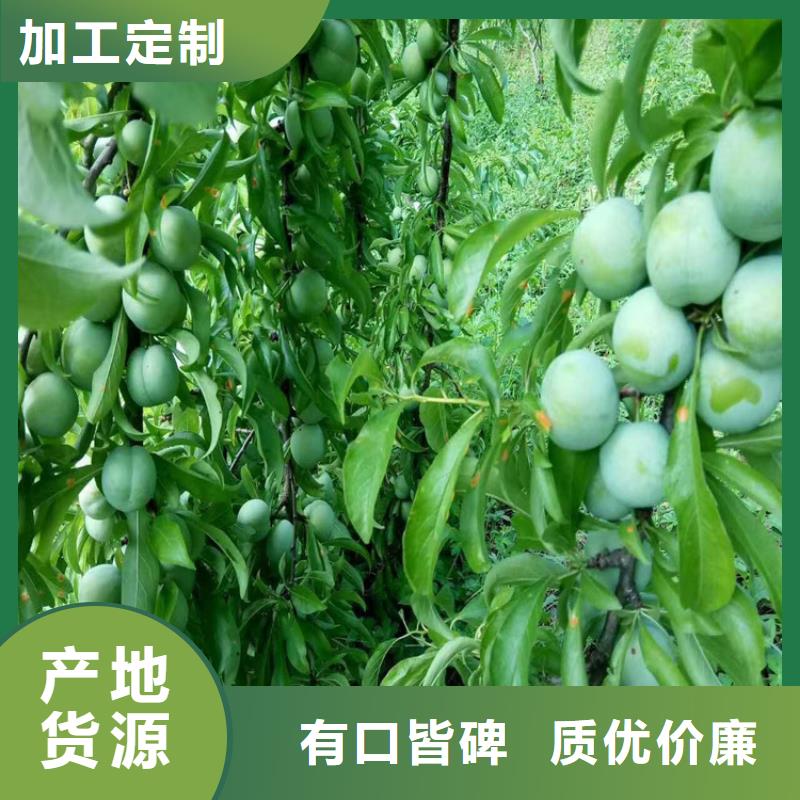 李子 【杏树苗】品质过硬-服务范围包括福贡|泸水|昆明|红河|丽江|临沧|楚雄|西双版纳|文山等