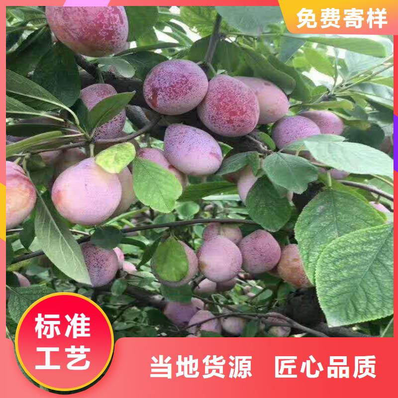 李子 【杏树苗】品质过硬-服务范围包括福贡|泸水|昆明|红河|丽江|临沧|楚雄|西双版纳|文山等