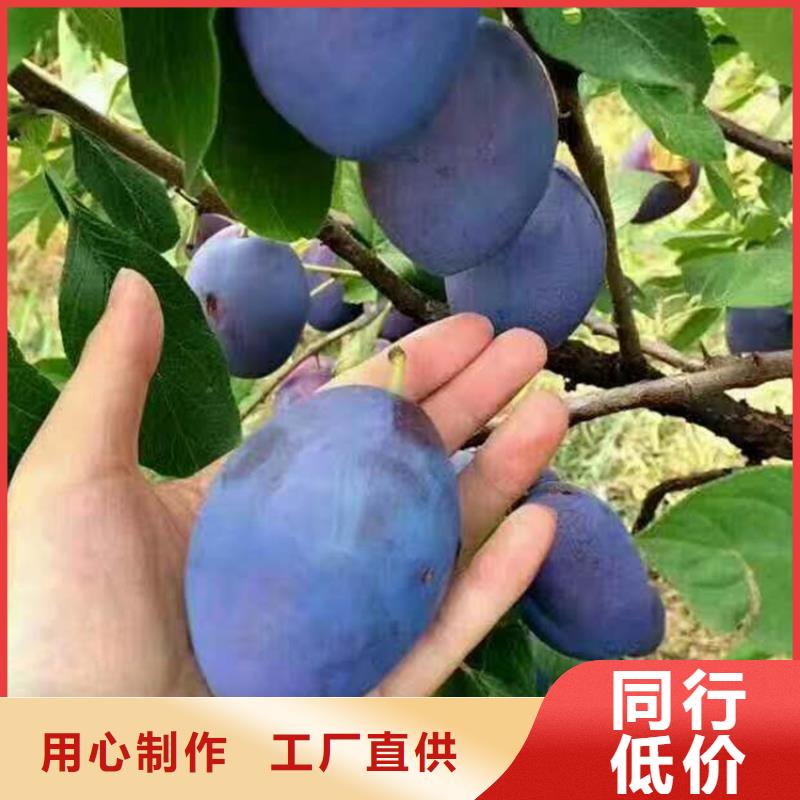 李子草莓苗老客户钟爱
