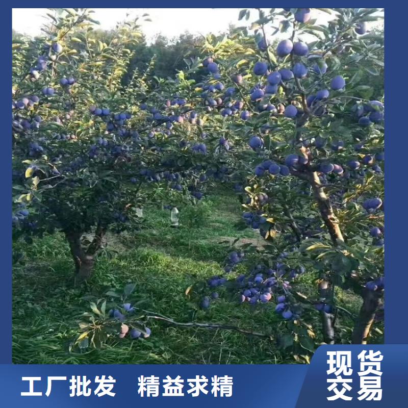 李子草莓苗老客户钟爱