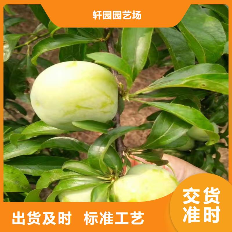 李子 【杏树苗】品质过硬-服务范围包括福贡|泸水|昆明|红河|丽江|临沧|楚雄|西双版纳|文山等