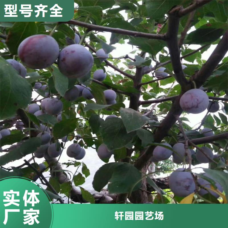 李子,西瓜苗专注品质