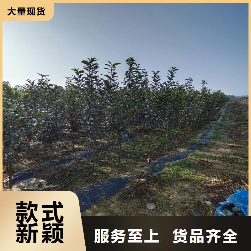 李子苹果苗精心