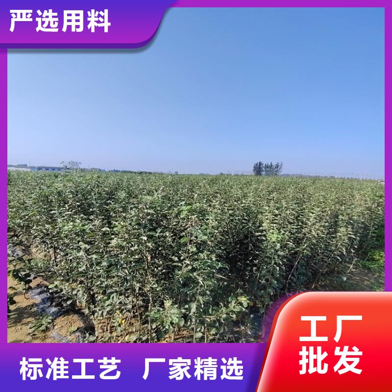 李子石榴树实力厂商