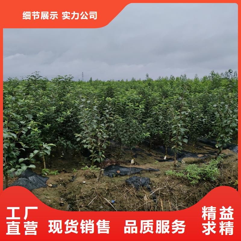 李子石榴树实力厂商