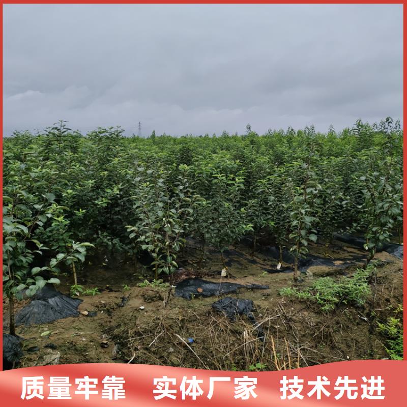 李子草莓苗老客户钟爱