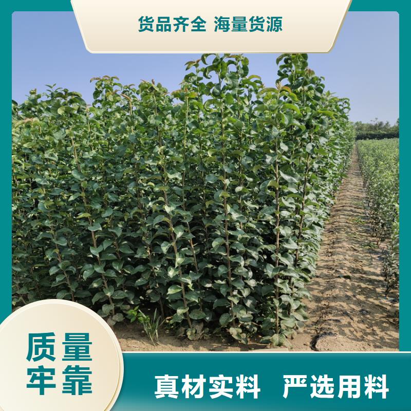 李子【桃树苗】品类齐全