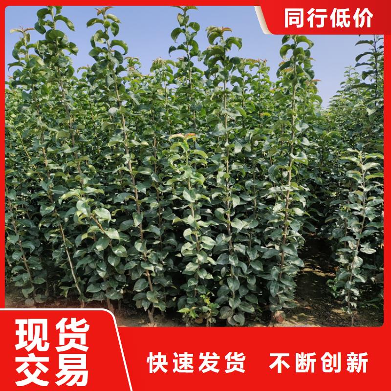 厂家采购【来图定制量大从优 李子_蓝莓苗品质过硬】-28354.com
