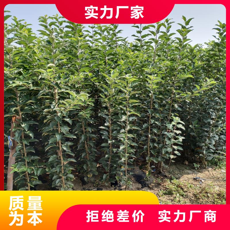 李子石榴树实力厂商