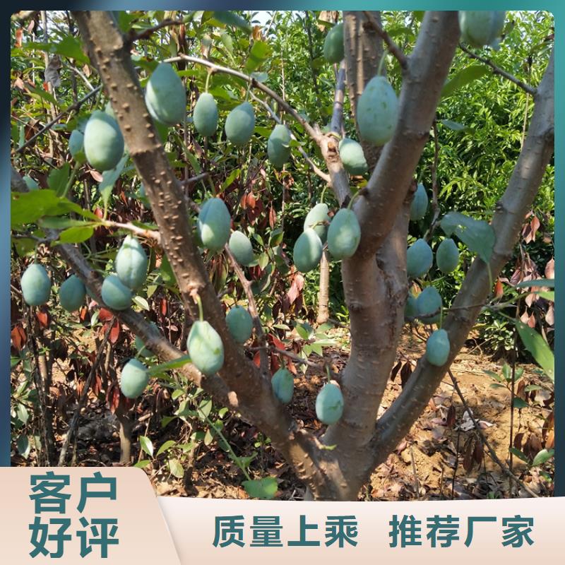 李子樱桃苗信誉有保证