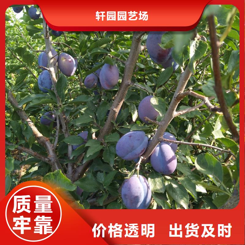 李子石榴树实力厂商