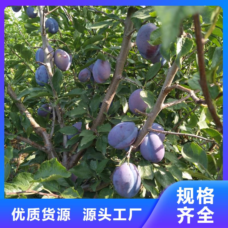 李子 【杏树苗】品质过硬-服务范围包括福贡|泸水|昆明|红河|丽江|临沧|楚雄|西双版纳|文山等