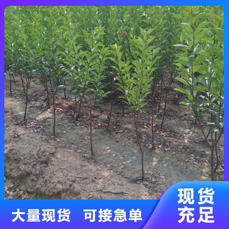 李子【桃树苗】品类齐全
