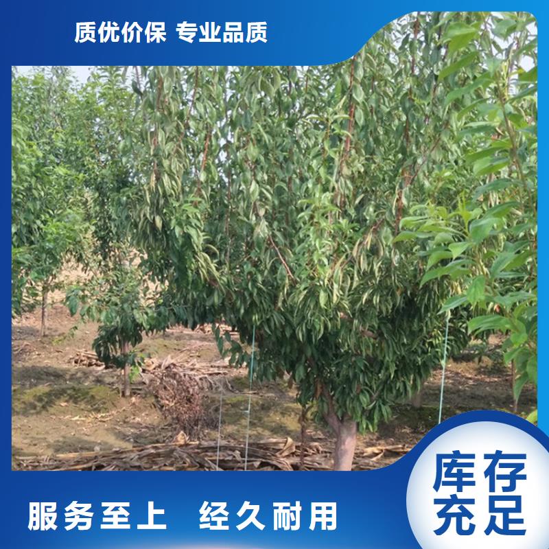 李子石榴树实力厂商