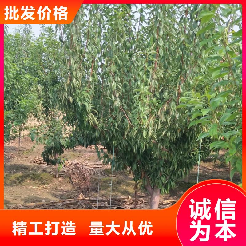 李子 【杏树苗】品质过硬-服务范围包括福贡|泸水|昆明|红河|丽江|临沧|楚雄|西双版纳|文山等