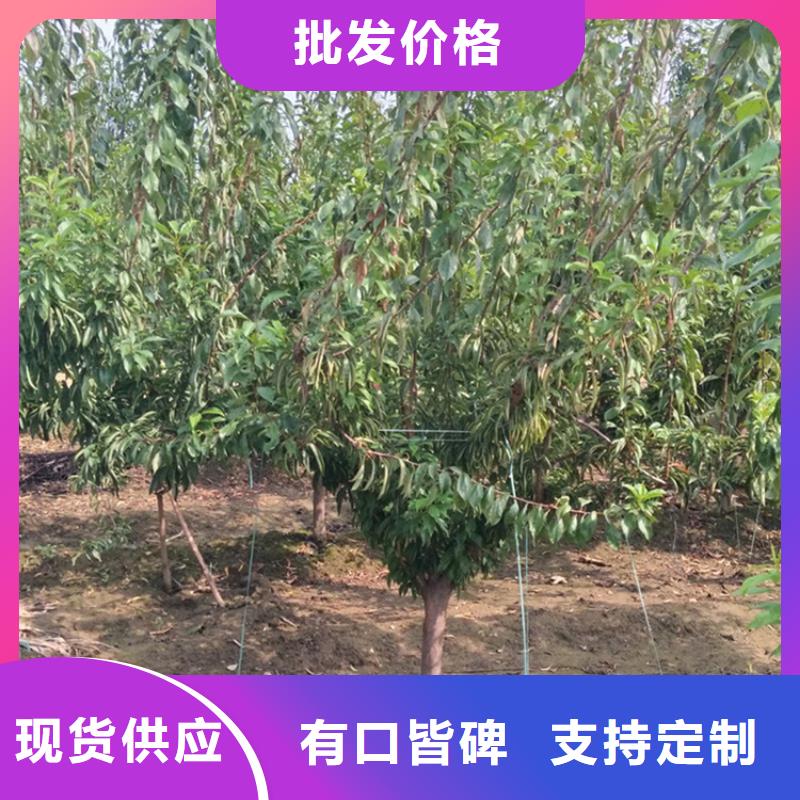 李子 【杏树苗】品质过硬-服务范围包括福贡|泸水|昆明|红河|丽江|临沧|楚雄|西双版纳|文山等