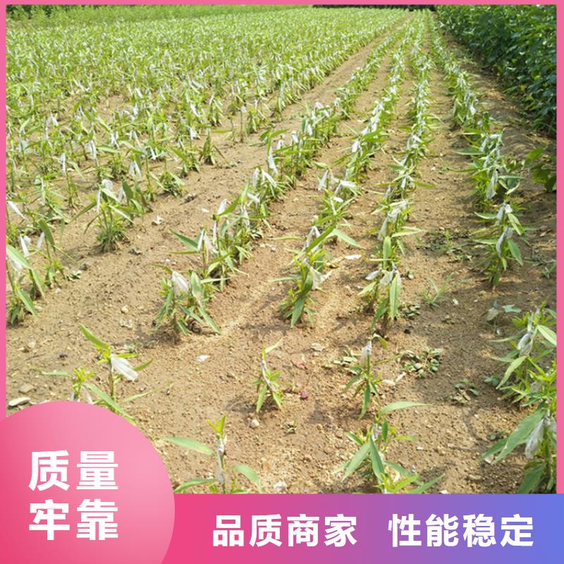 李子,西瓜苗专注品质