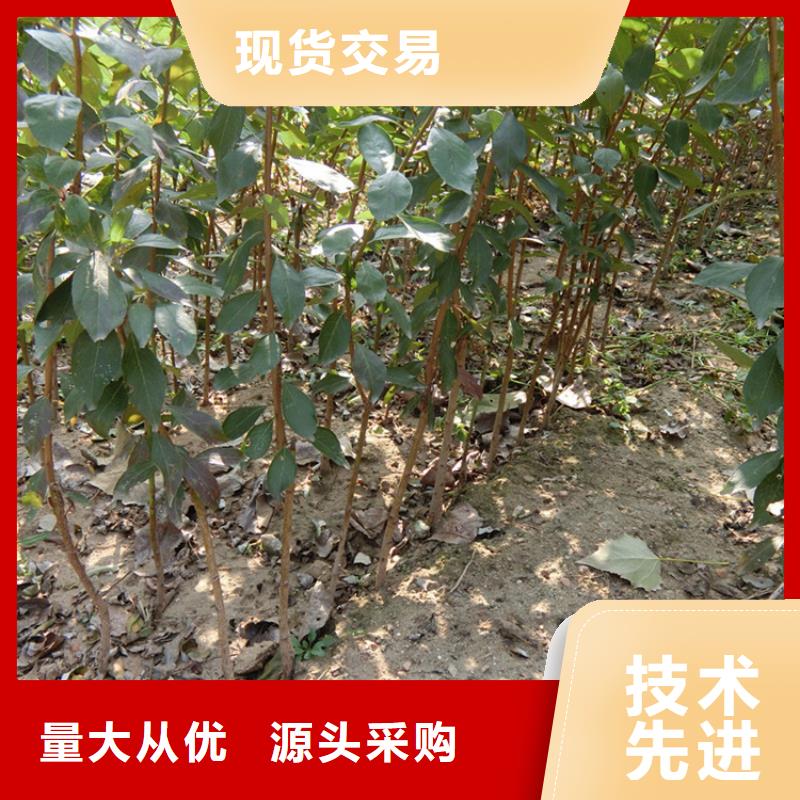 李子苹果苗精心