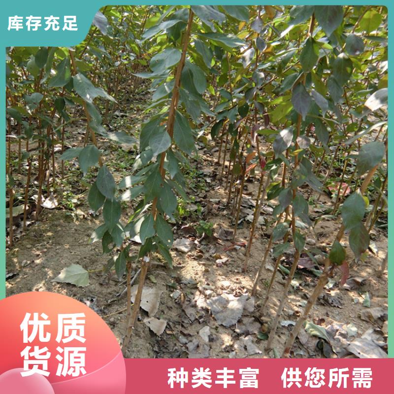 李子 【杏树苗】品质过硬-服务范围包括福贡|泸水|昆明|红河|丽江|临沧|楚雄|西双版纳|文山等