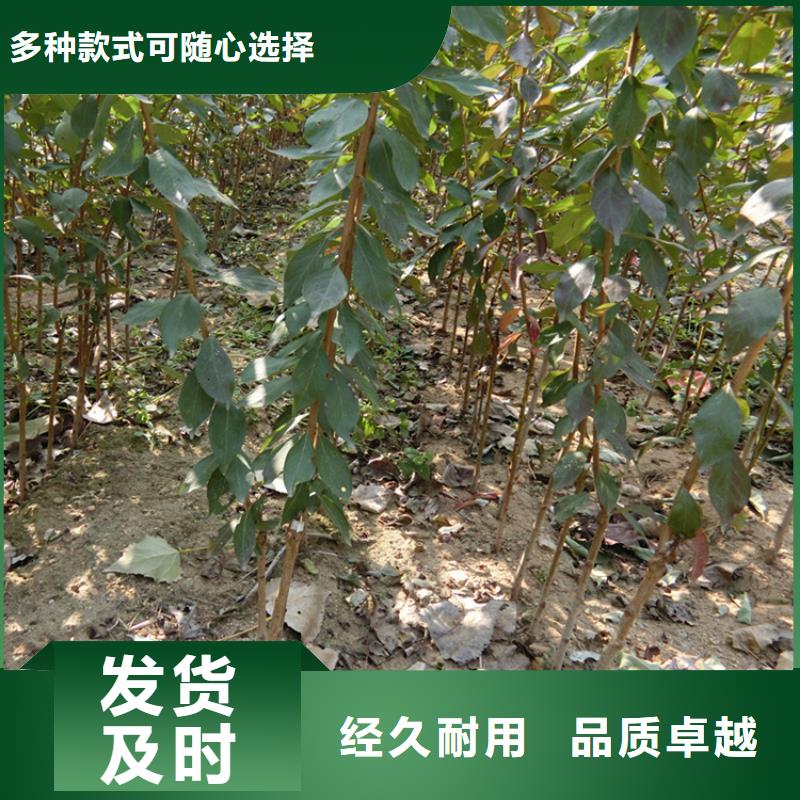 李子苹果苗精心