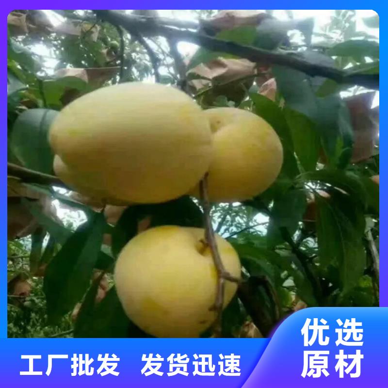 李子杏树苗N年生产经验