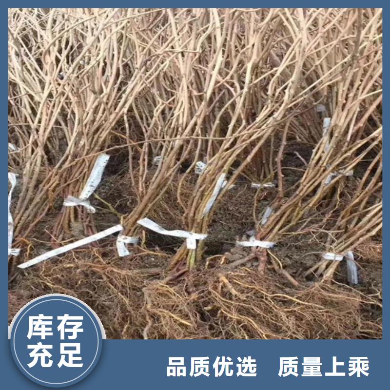 猕猴桃苹果苗直销厂家