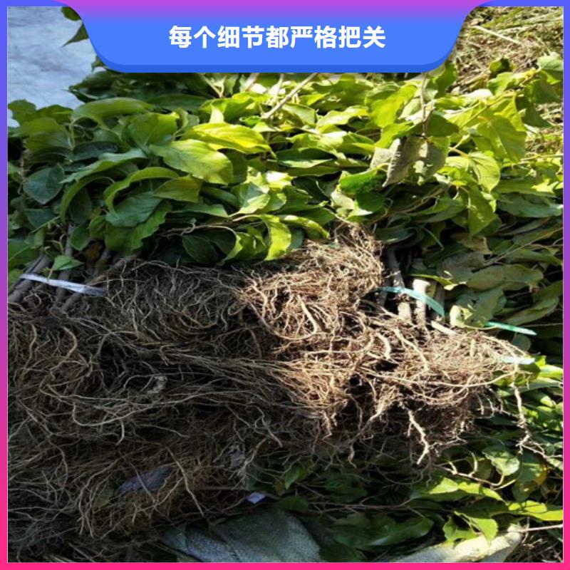 猕猴桃-苹果苗专业生产品质保证