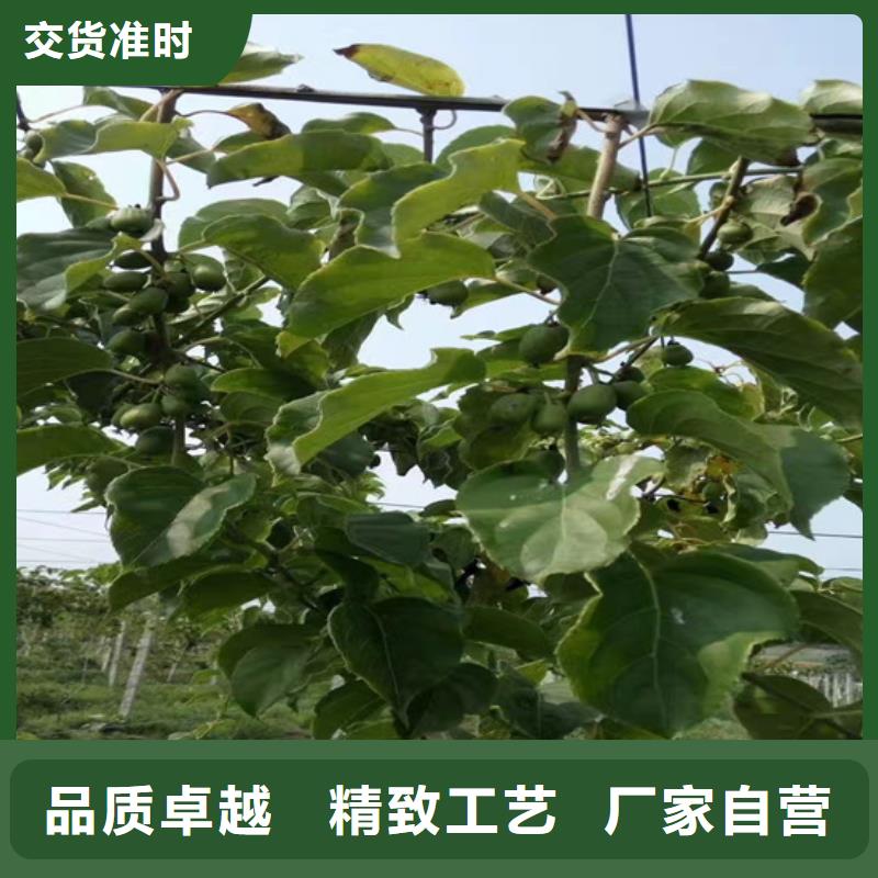 猕猴桃3公分石榴苗源头直供