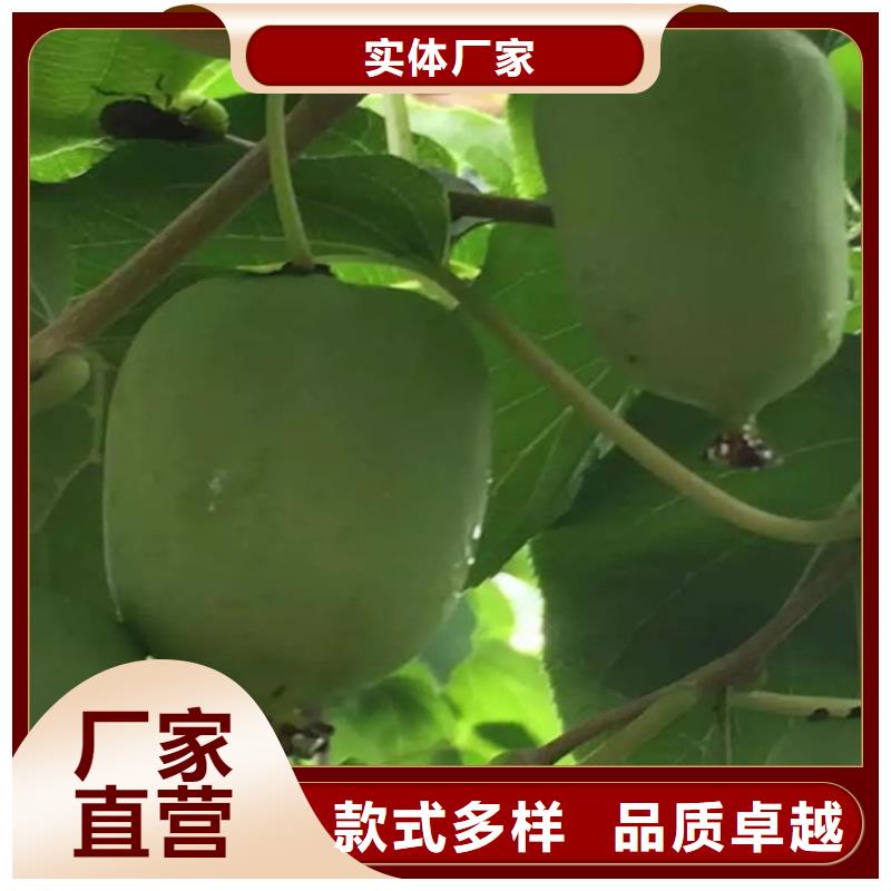 猕猴桃3公分石榴苗源头直供