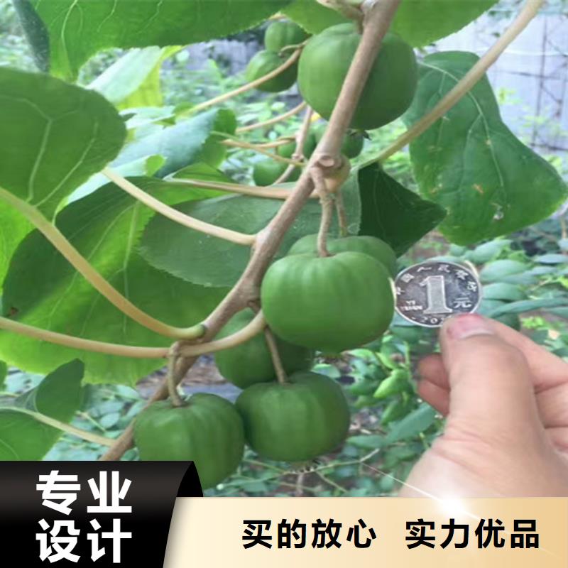 猕猴桃【猕猴桃苗】拥有多家成功案例