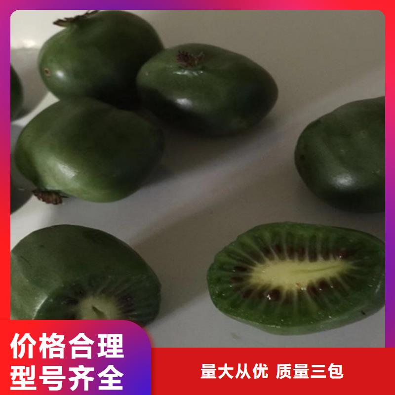 猕猴桃3公分石榴苗源头直供
