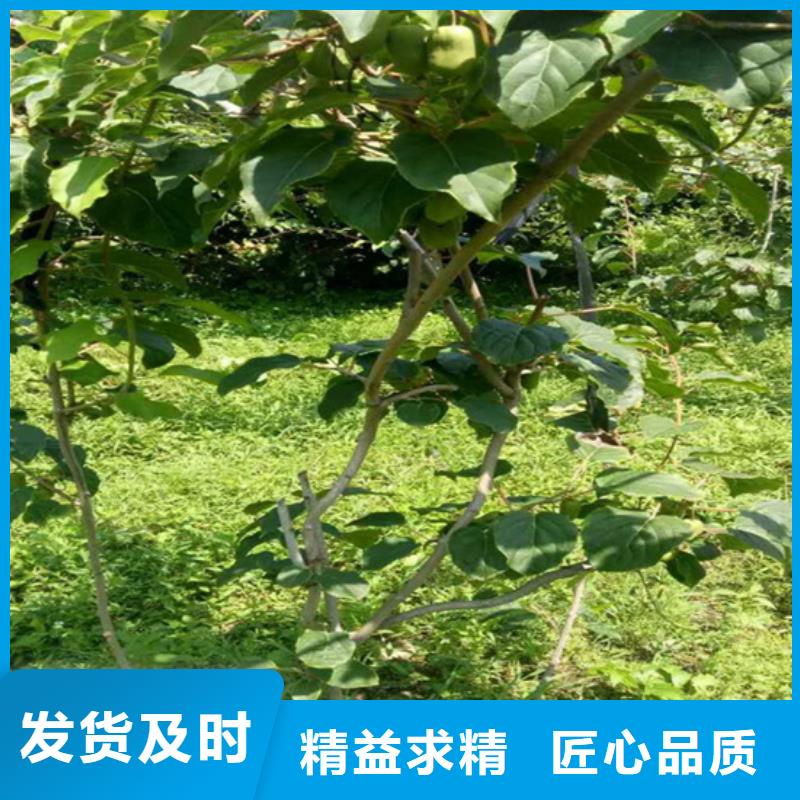 【猕猴桃苹果苗来图来样定制】
