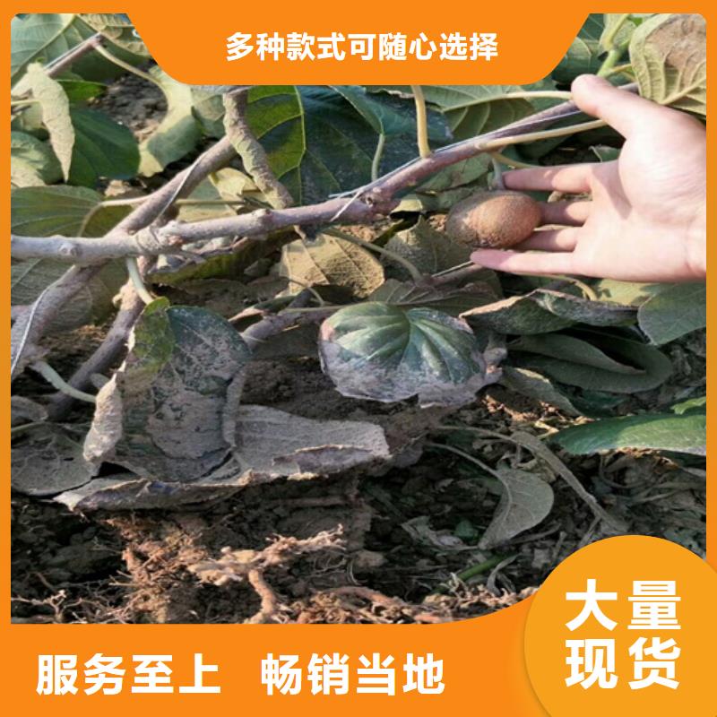 |漳平|武平|泉州|漳州|宁德|三明|莆田|福州|南平轩园【 猕猴桃-樱桃苗让利客户】