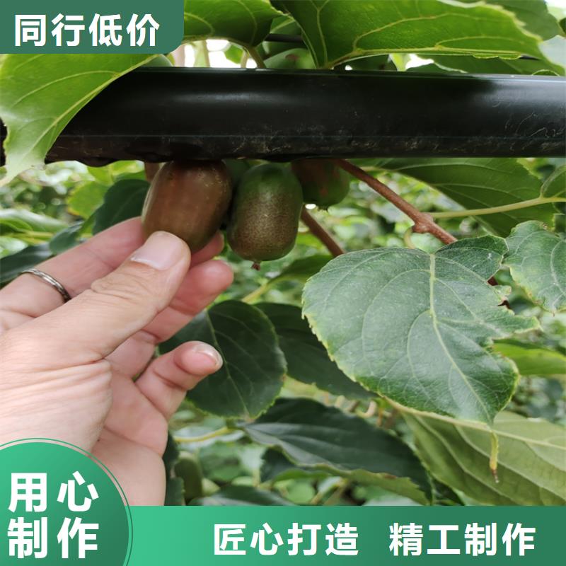 猕猴桃-苹果苗专业生产品质保证