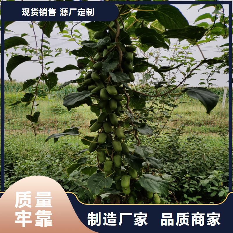 猕猴桃【猕猴桃苗】拥有多家成功案例