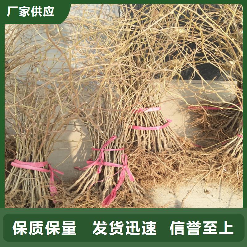 猕猴桃苹果苗直销厂家